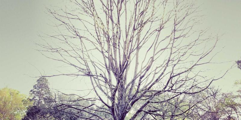 宜春万载古城烟花制作技艺探秘:从历史传承到现代节庆的视觉盛宴