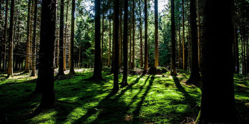 宜春奉新百丈山禅修之旅:探寻“天下清规”发源地的自然与心灵静谧 | 宜春生活深度指南