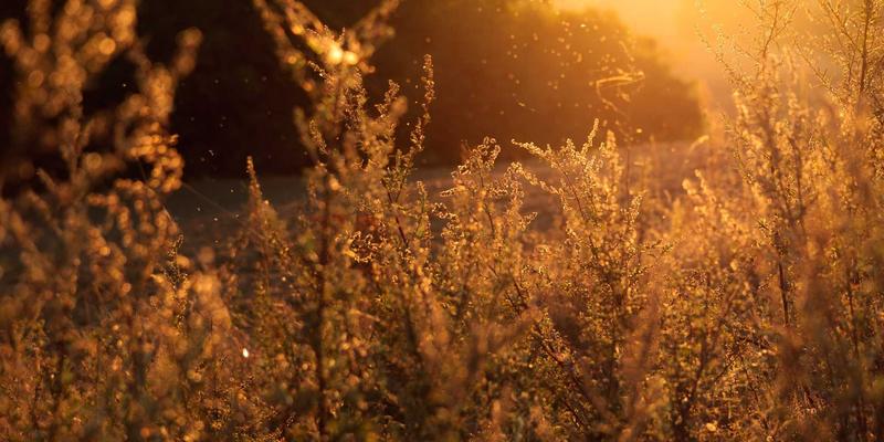 宜春宝藏农产大揭秘：富硒大米与鸡蛋的选购指南与健康密码